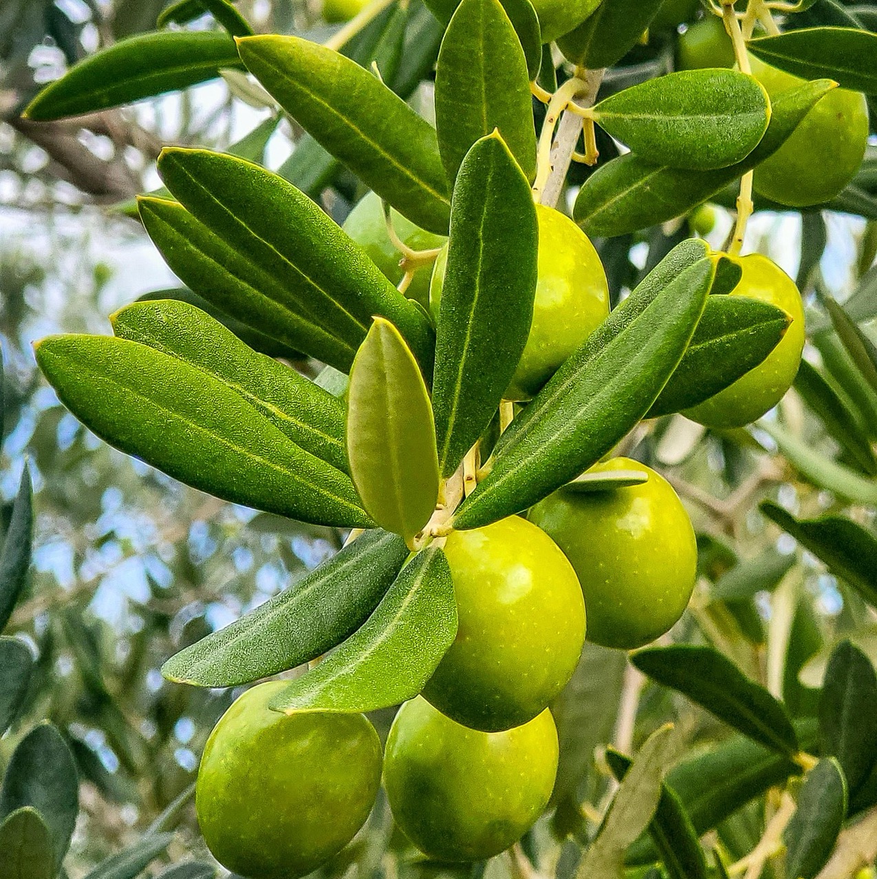 Produto 6